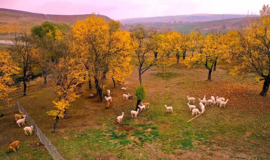 All-Inclusive Private Shamakhi Alpaca and Wine Experience - Key points to know before booking