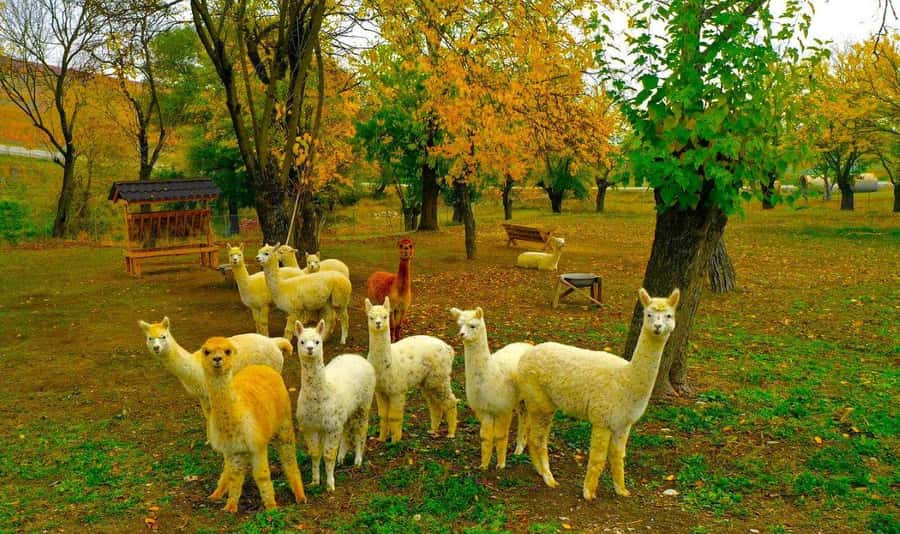 All-Inclusive Private Shamakhi Alpaca and Wine Experience - A short transfer to Meysari Winery