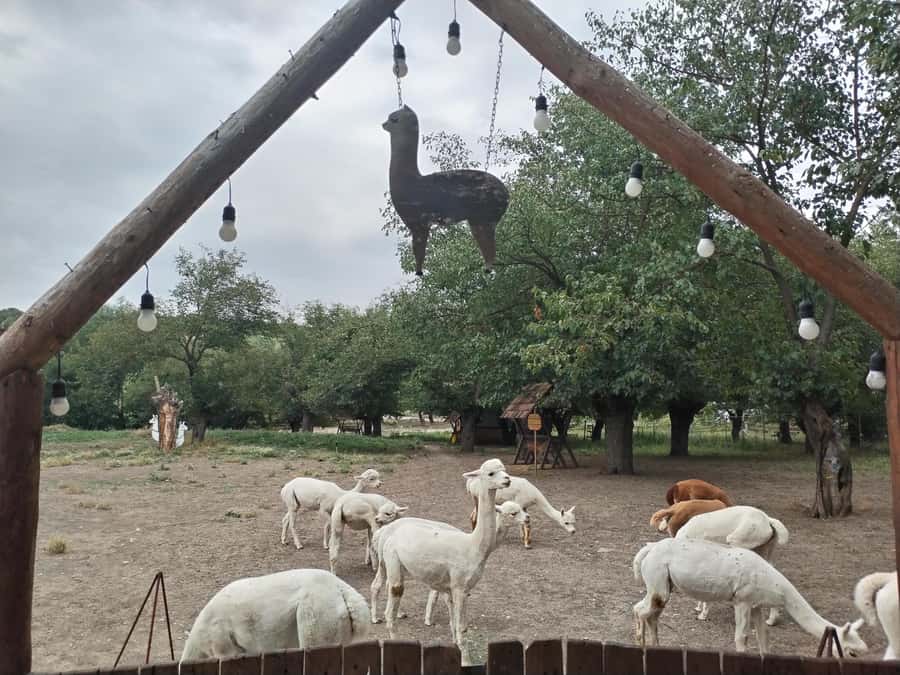 All-Inclusive Private Shamakhi Alpaca and Wine Experience - Six wines and a generous tasting table