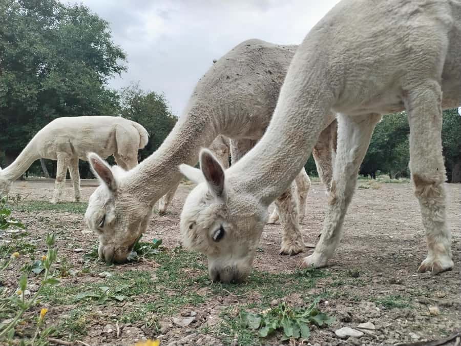 All-Inclusive Private Shamakhi Alpaca and Wine Experience - What the $299 price really covers