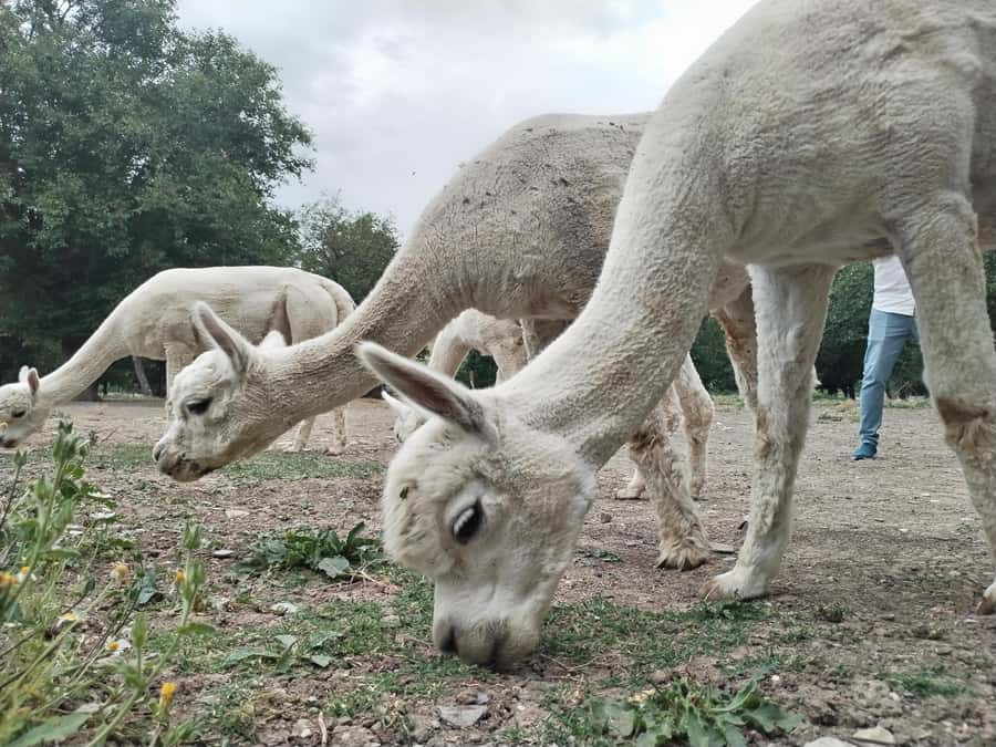 All-Inclusive Private Shamakhi Alpaca and Wine Experience - Practical details that can affect your day