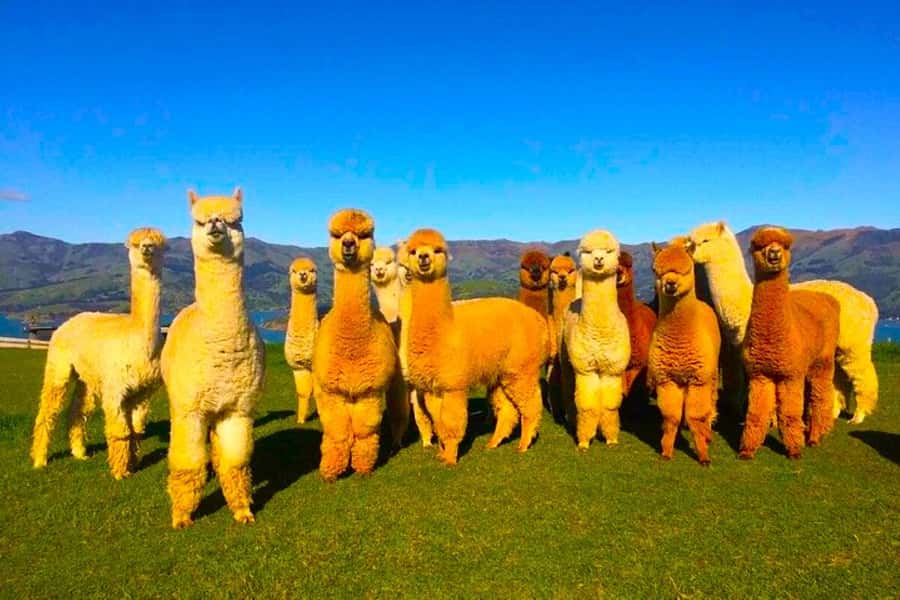 All-Inclusive Private Shamakhi Alpaca and Wine Experience - Alpaca Azerbaijan Farm in Meysari Village