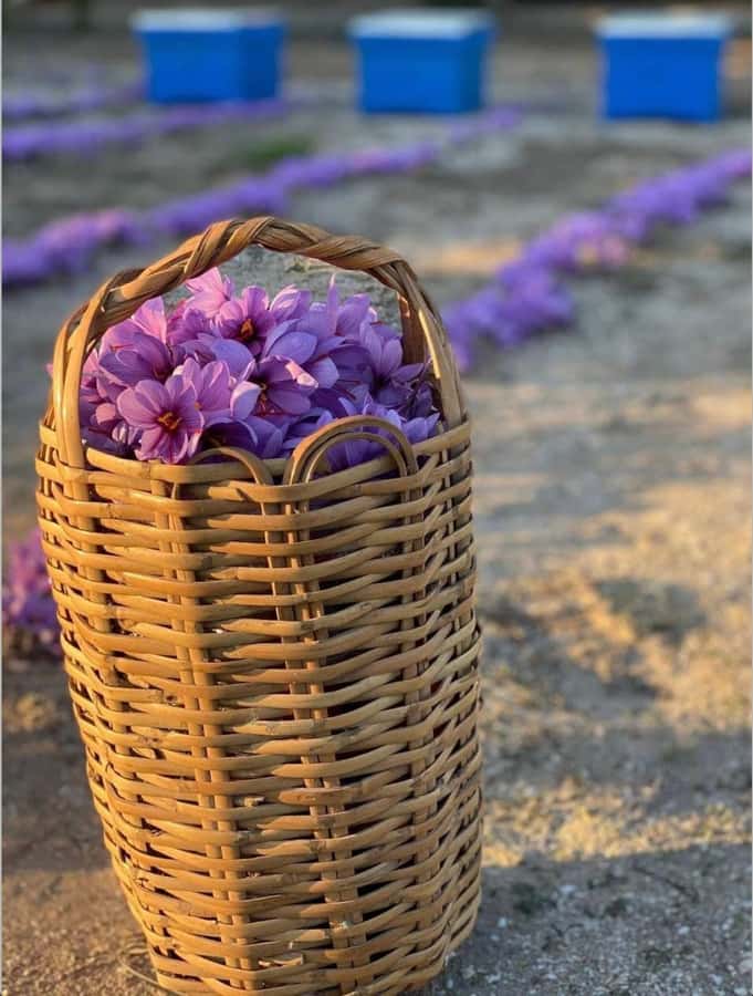 Baku: Boutique Visit with Saffron Tasting Experience - The Family Story Behind Azerbaijani Saffron