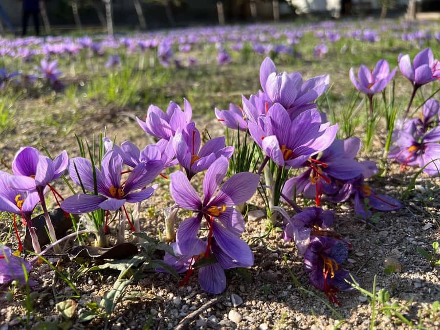 Baku: Boutique Visit with Saffron Tasting Experience - Practical Tips Before You Go