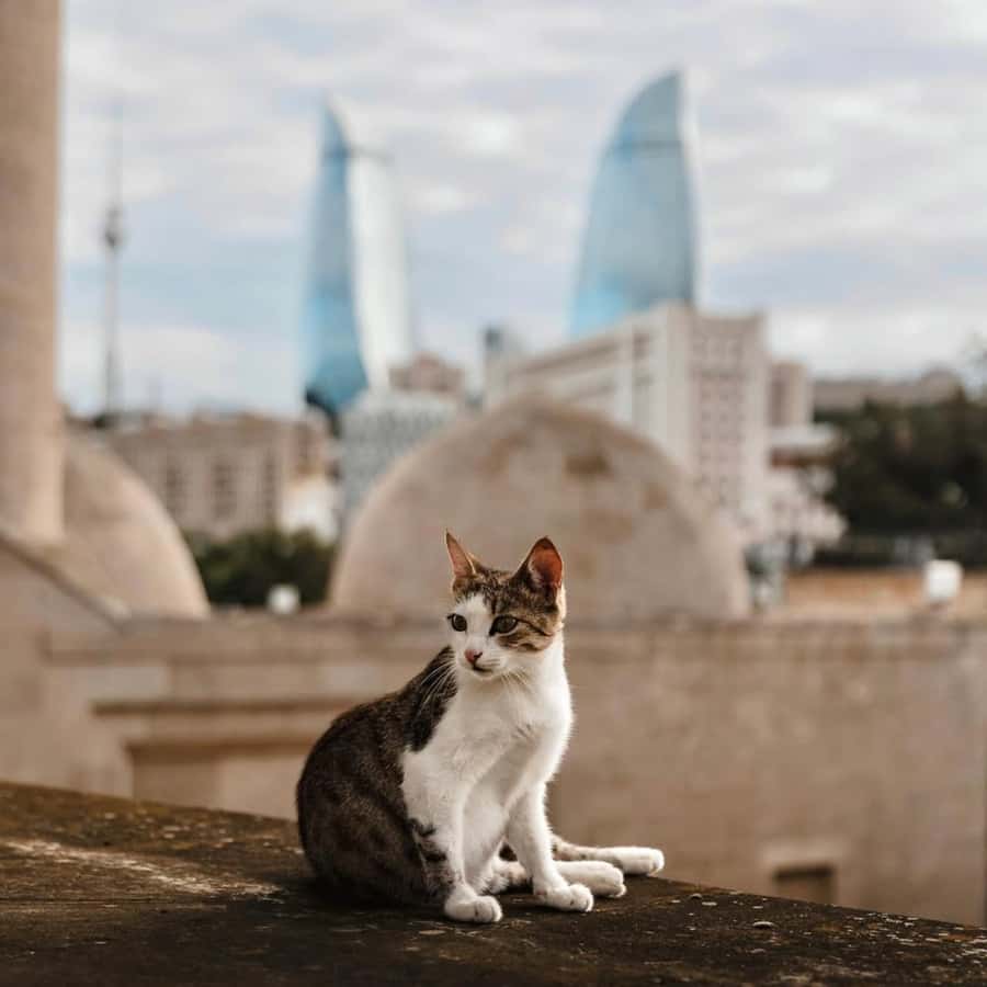 Baku City Tour: Explore the Heart of Azerbaijan - Little Venice and a change of pace