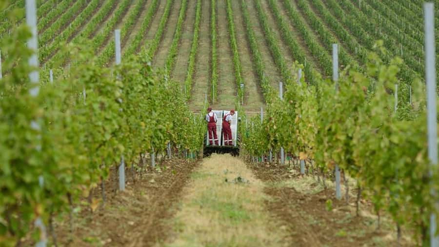 Baku: Organic Winery Tour in Shamakhi with Local Lunch - Walking through the vineyard