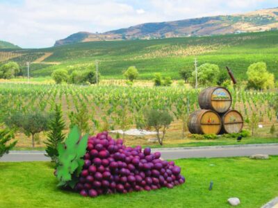 Organic Winery Tour in Shamakhi with Local Lunch
