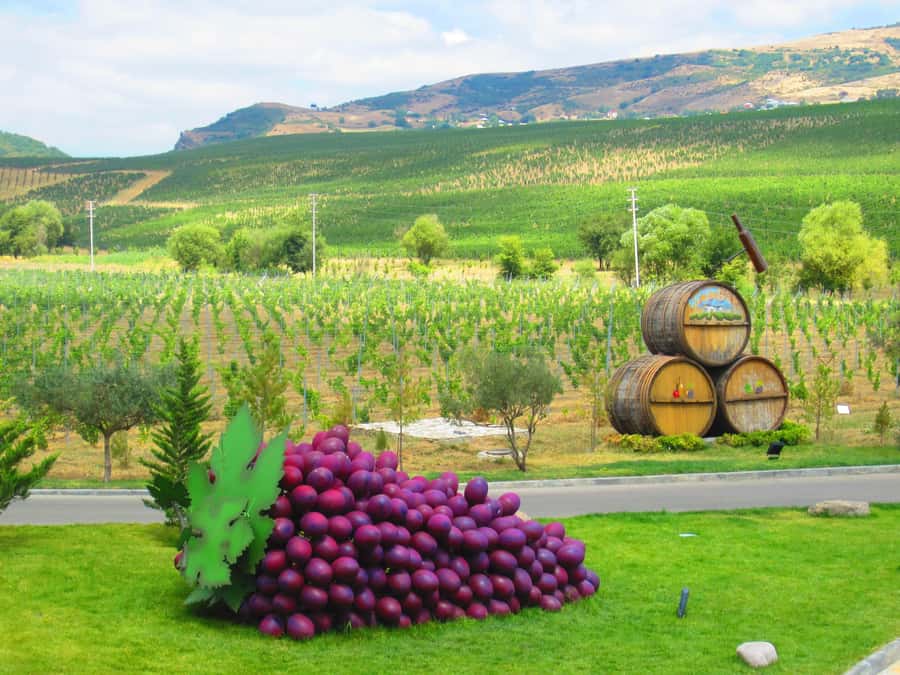 Baku: Organic Winery Tour in Shamakhi with Local Lunch - A new chapter for wine in Shamakhi
