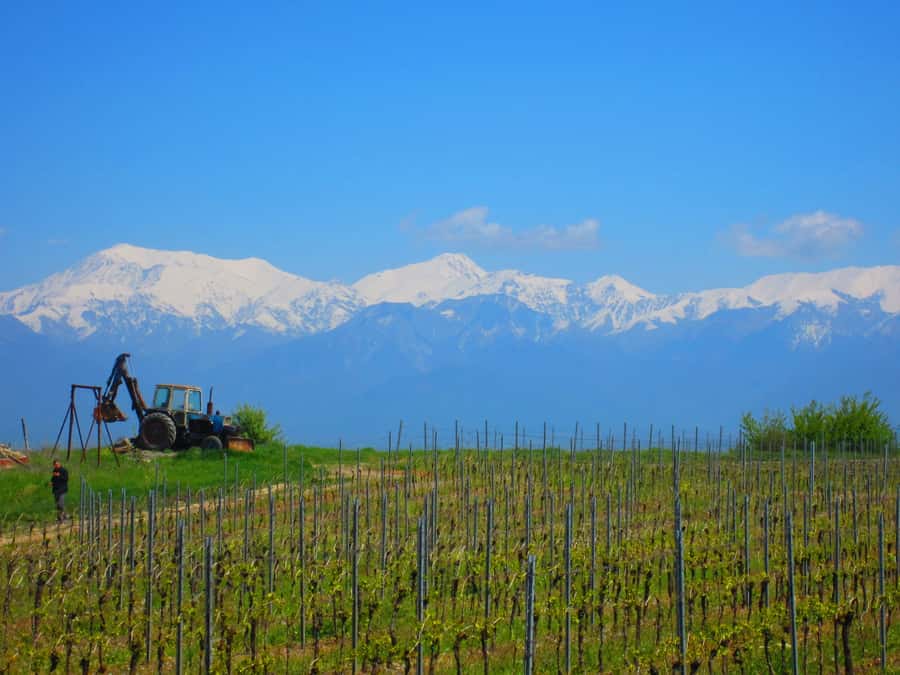 Baku: Qabala Winery Tour with Local Lunch - Key points at a glance