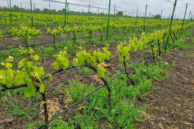 Family-owned Winery Tour with Candy Cane Mountain visit - The guide can shape the experience