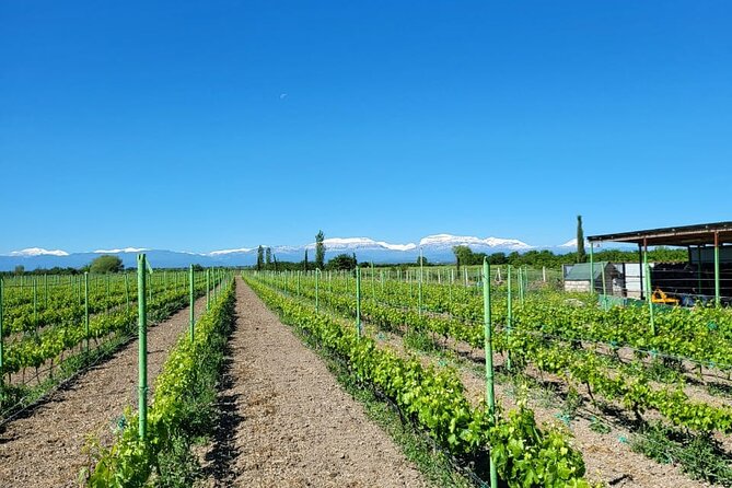 Family-owned Winery Tour with Candy Cane Mountain visit - Inside the family-owned winery