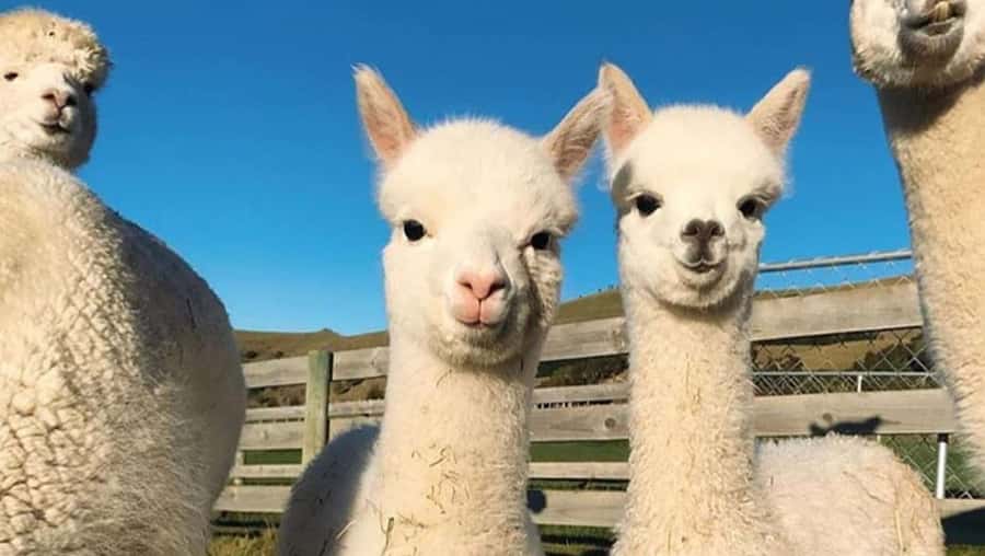 From Baku: Shamakhi City and Alpaca Farm Tour - Practical details that can affect your day