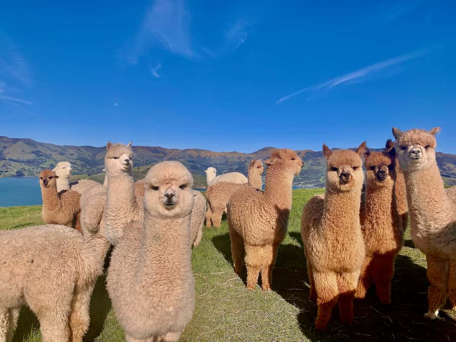 From Baku: Shamakhi City and Alpaca Farm Tour - Who will enjoy this Shamakhy and alpaca tour?