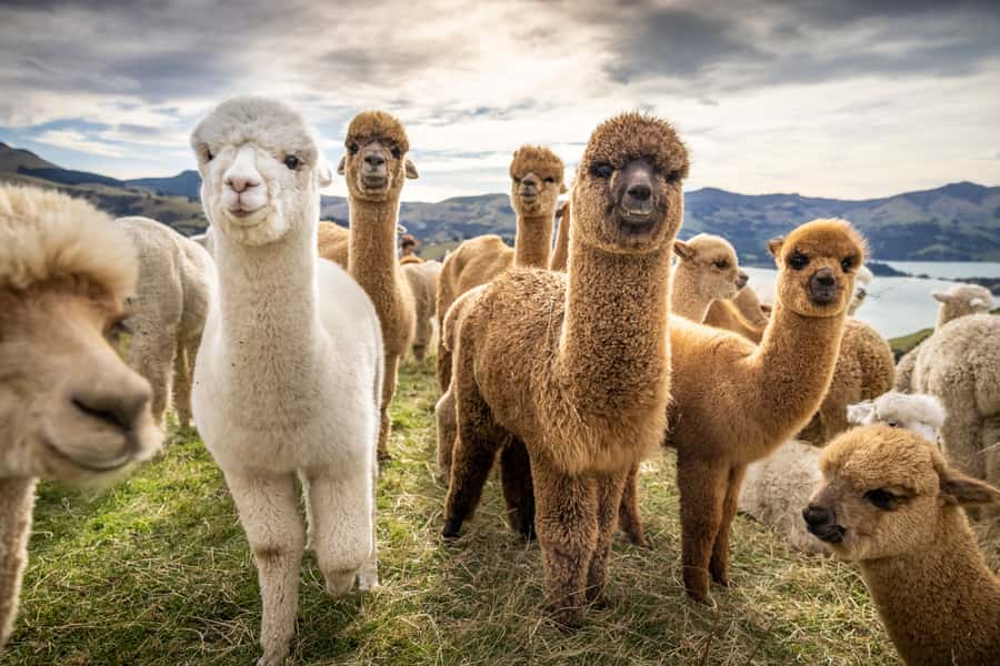 From Baku: Shamakhi City and Alpaca Farm Tour - Leaving Baku for Shamakhy