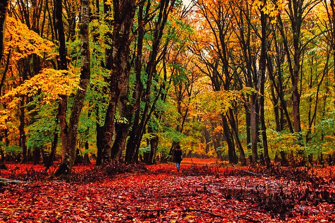 Gabala,Shamakhi, Caucasus mountains Day Trip Tour - Why this Baku day trip works