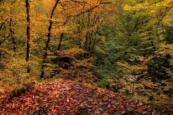 Gabala tour Azerbaijan - Who should book this Gebele day trip?