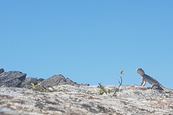 Gobustan Tour and Mad Volcanoes - tour to stone age - Why Gobustan makes a good first trip from Baku