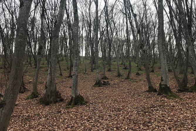 Life in the clouds: Day Trip to Quba and Khinalig - Qachrash Forest near Quba