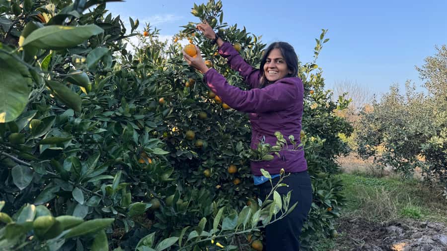 Longevity Secrets of Azerbaijan: Lankaran & Astara tour - City Bazaar: the most rewarding food stop