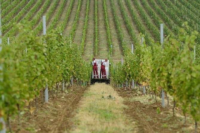 Organic Wine Tour Shamakhi with Local Lunch - Seeing how organic wine is made