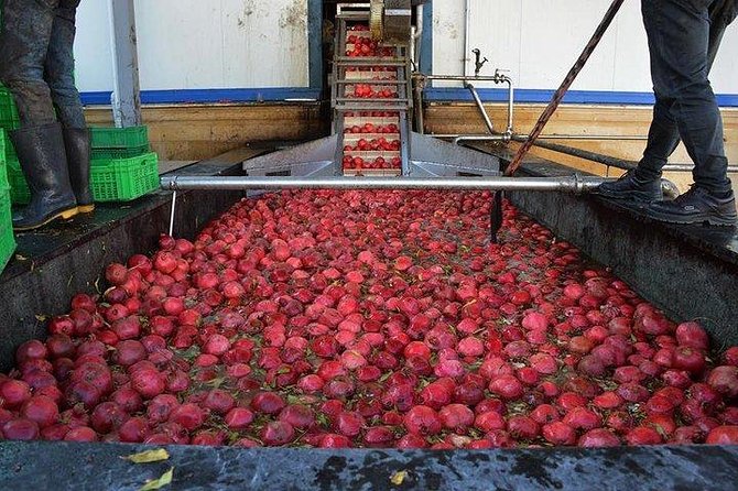 Pomegranate Wine Tour with Local Lunch - Inside the Azgranata wine plant at noon