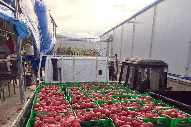 Pomegranate Wine Tour with Local Lunch - Returning to Baku by 5:00 pm