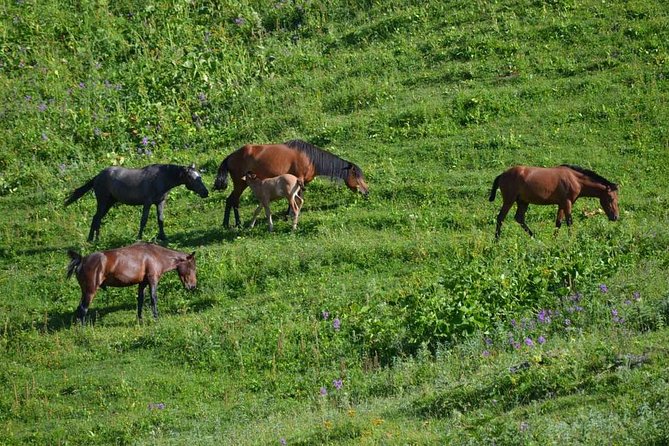 Relaxable and Knowledgeable 9 days Tour in Azerbaijan - Key points worth knowing before booking