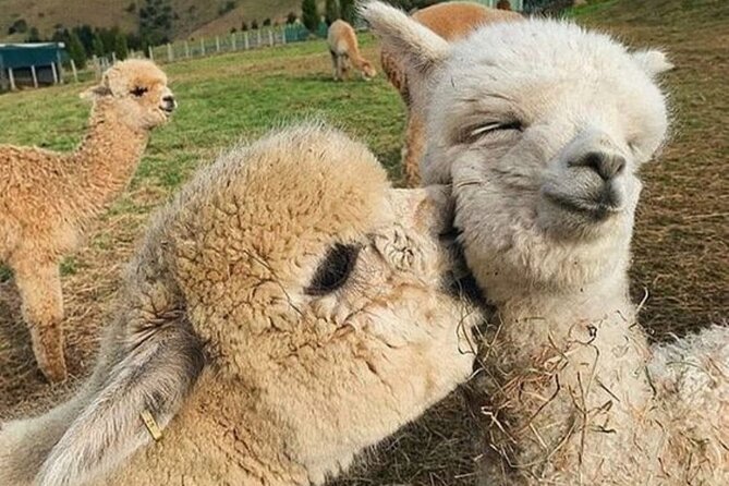 Shamakhi Alpaca Private Tour - Key points before you book