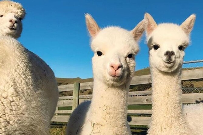 Shamakhi Alpaca Private Tour - Time, meals, and what to bring