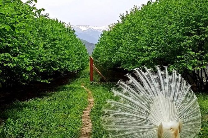 Sheki Adventure Nature Private Tour (Zipline, ATV, Off-road) - What the $153 price really covers