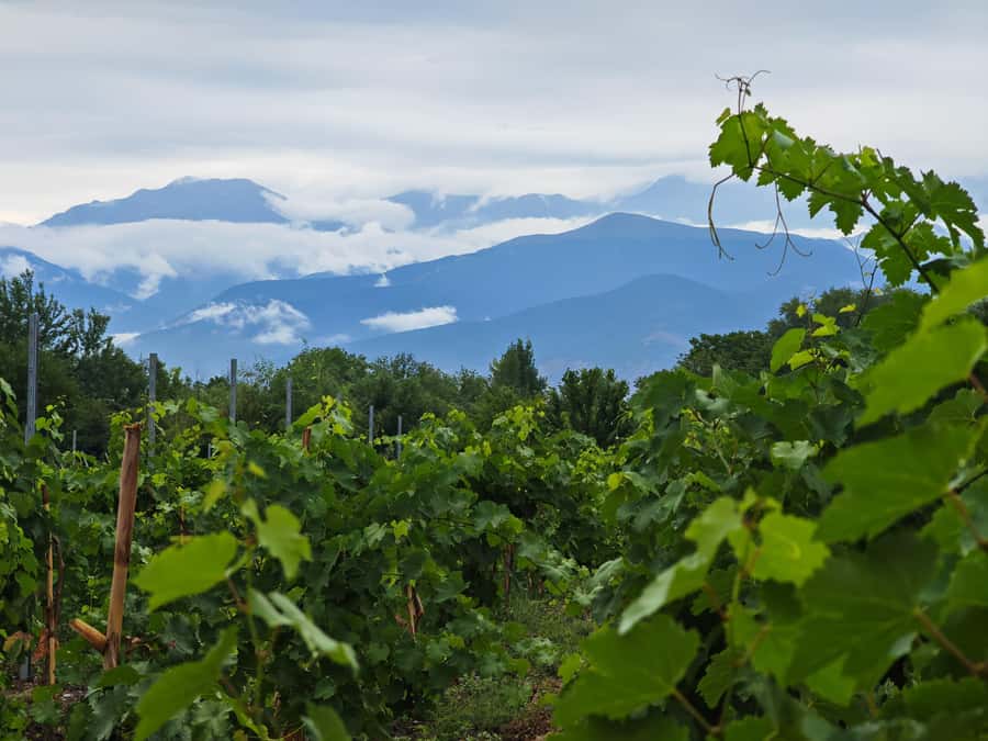 Sparkling Wine tour Sheki with All meals included - From Baku to Sheki by private minivan