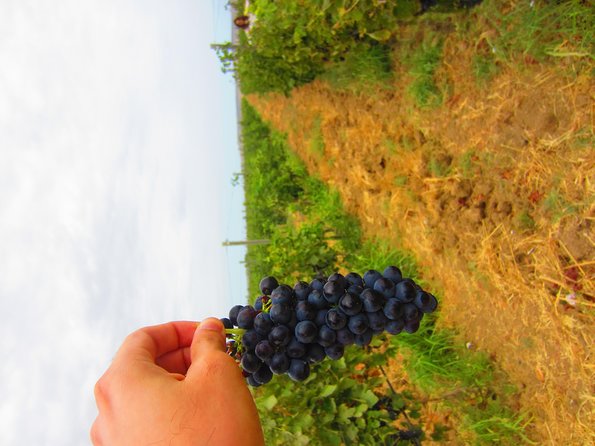 Wine Tour Baku - Walking Through the Vineyard and Winery